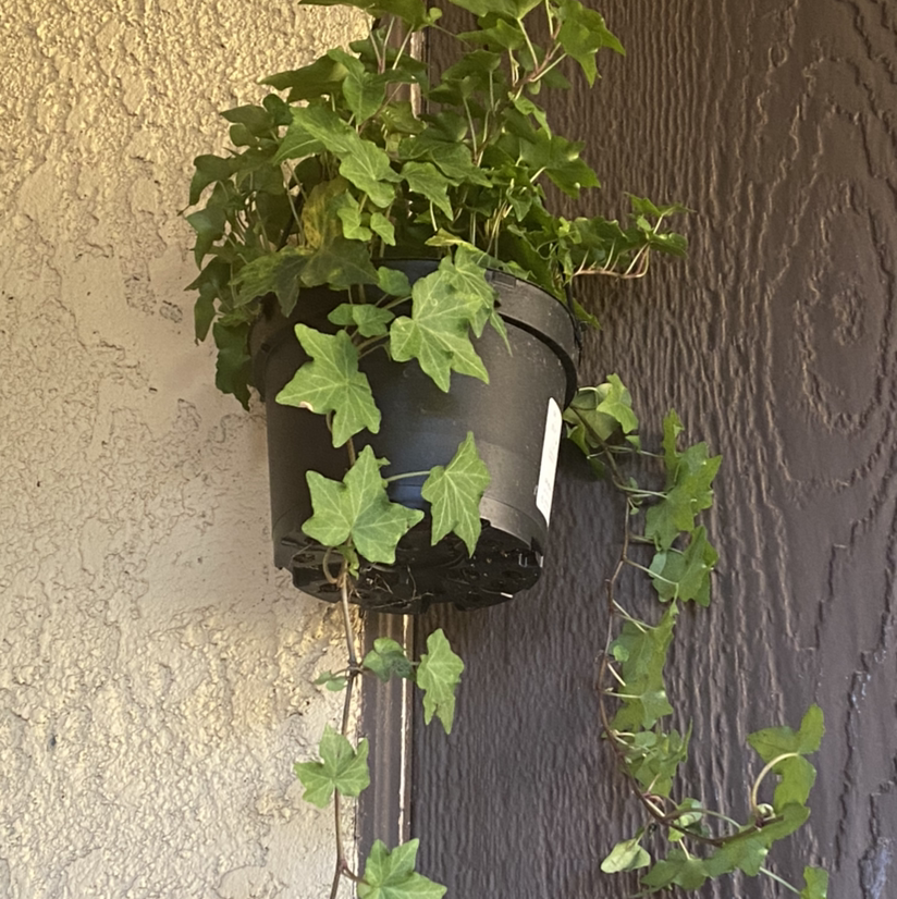 English Ivy plant photo by @Maria named Akhlys on Greg, the plant care app.