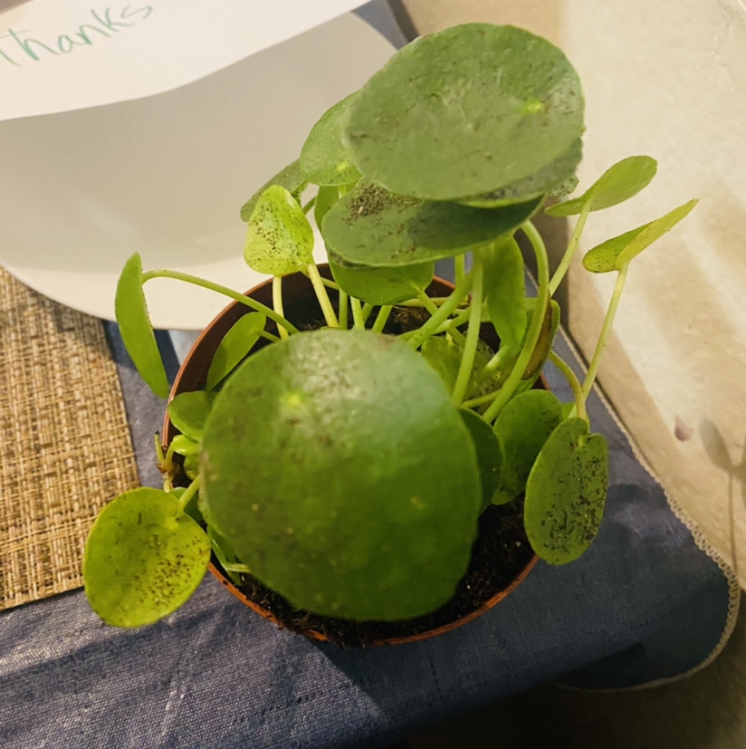 Chinese Money Plant plant photo by @Maria named A&A on Greg, the plant care app.