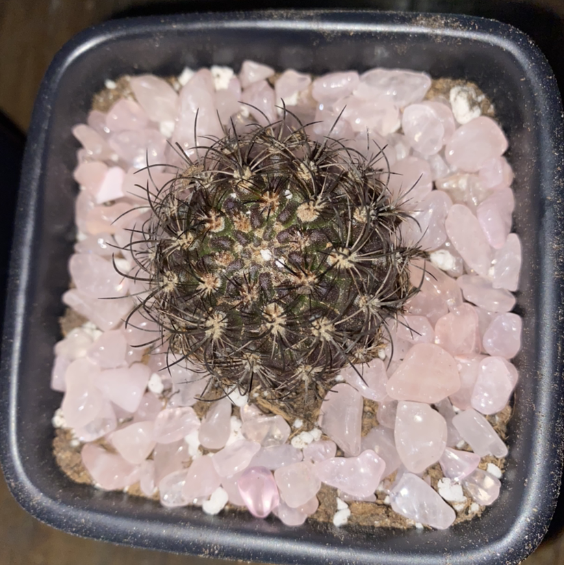 Photo of the plant species Neoporteria multicolor by @Maria named Mark Succerberg on Greg, the plant care app