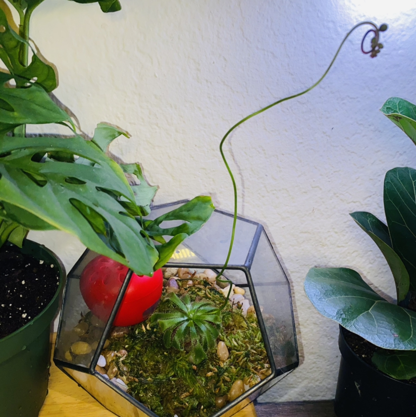 Australian Sundew plant photo by @Maria named Cthulhu on Greg, the plant care app.