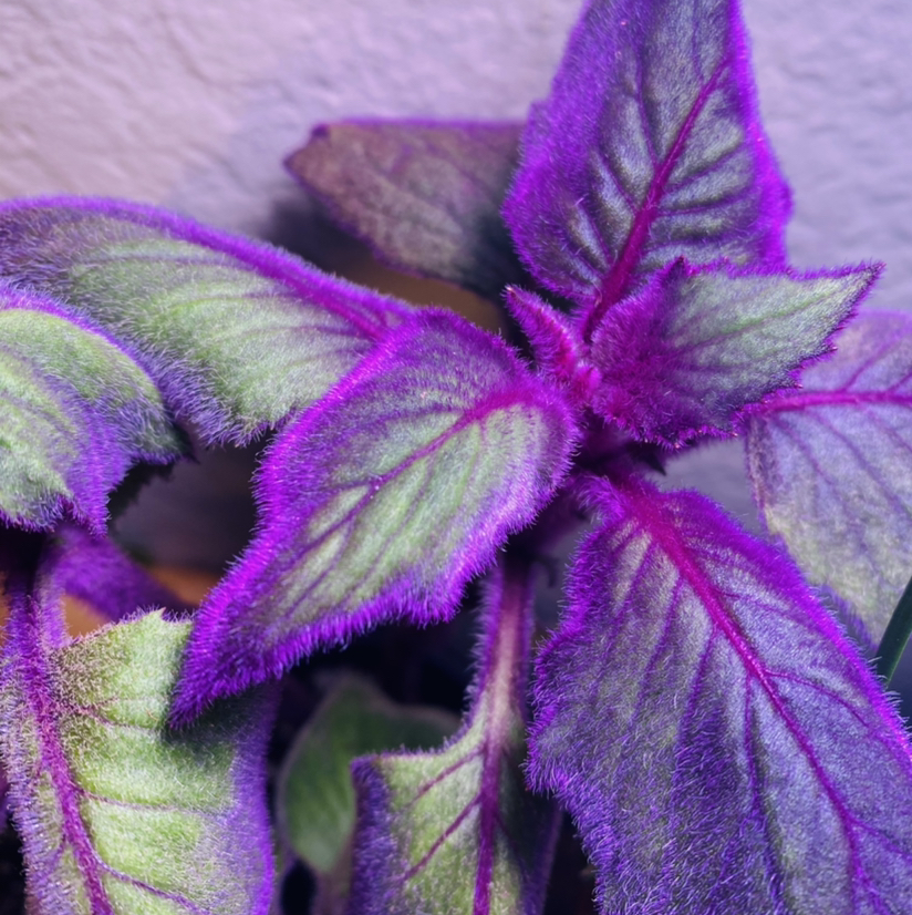 Purple Velvet Plant plant photo by @Maria named Izzy on Greg, the plant care app.