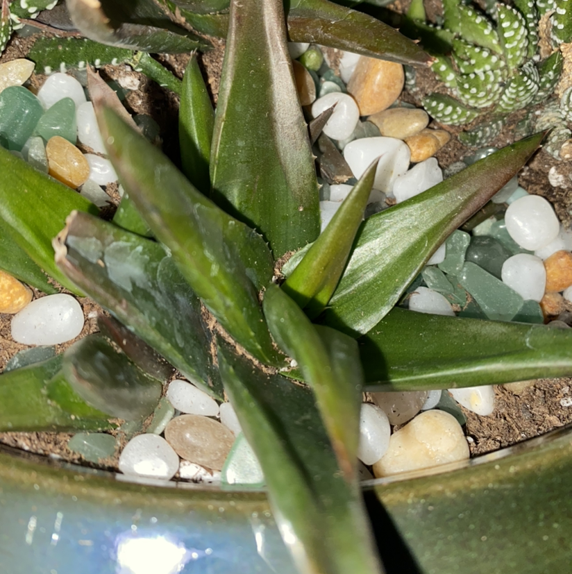 Close-up of a Fynbos aloe plant with green leaves and decorative stones in the soil.