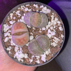 Lithops bromfieldii plant photo by @Maria named Forrest, Jenny, Dan on Greg, the plant care app.