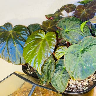Peacock Begonia plant in Highland, California