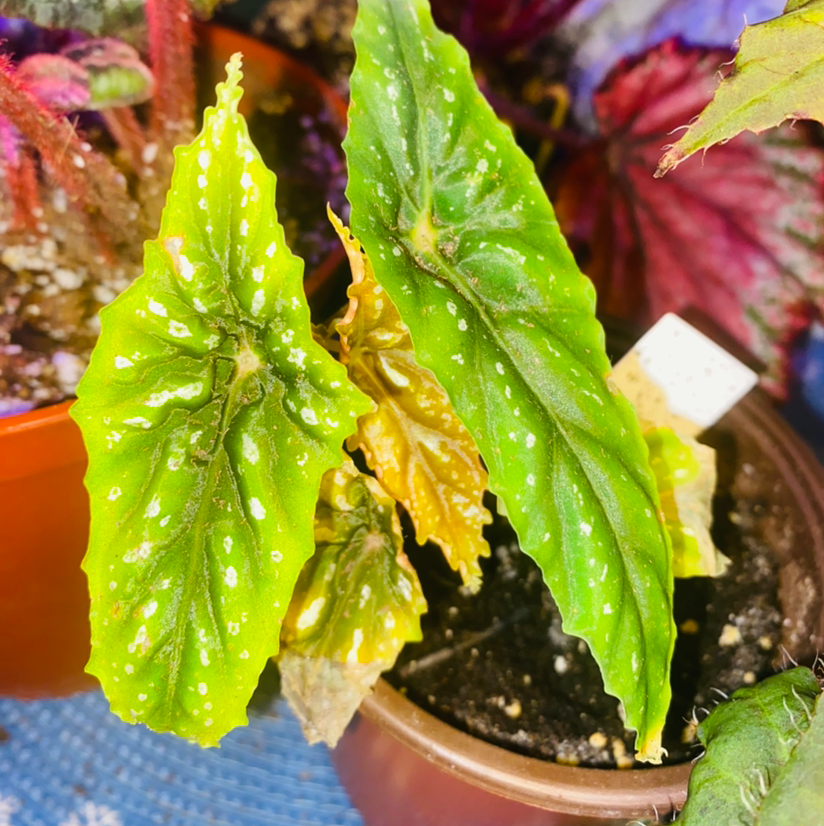 Plant care for Alpine Cherry on Greg, the plant care app