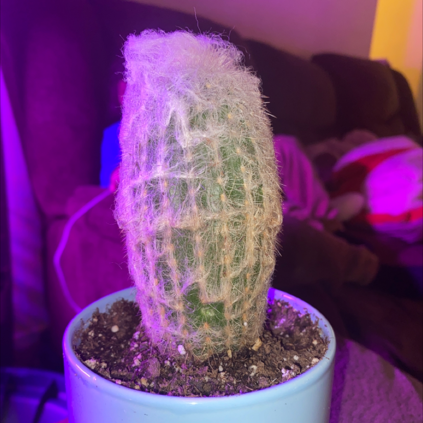 Photo of the plant species Old Man Cactus by @Maria named Old Man Bernie on Greg, the plant care app