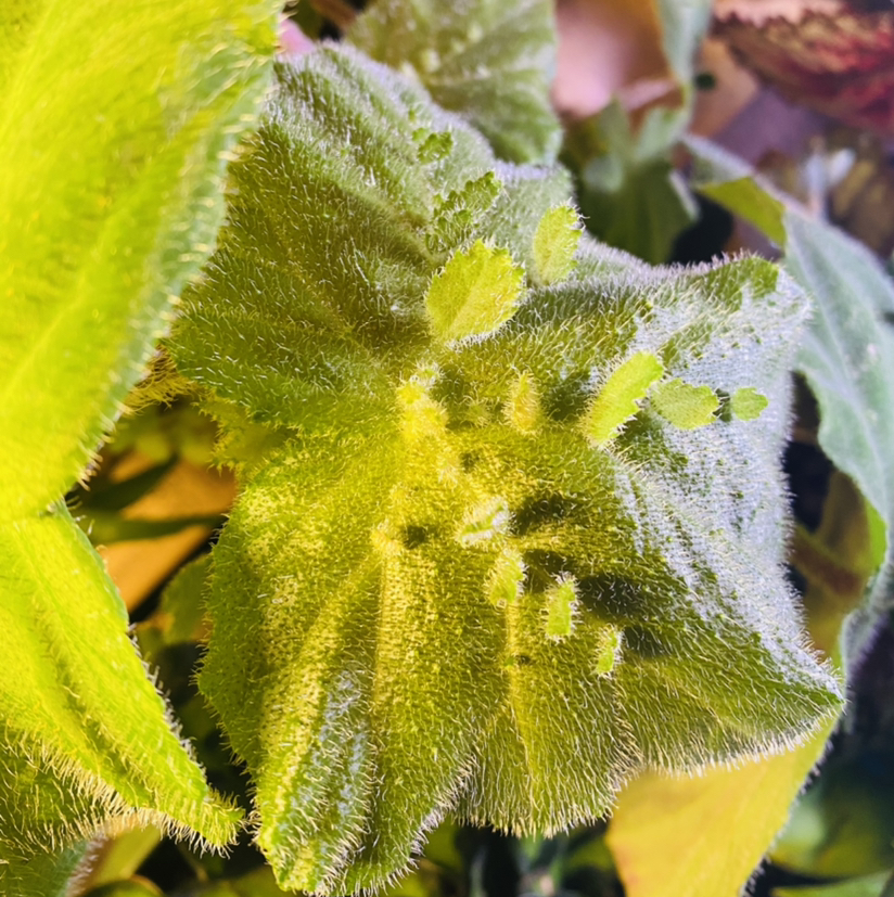 Photo of the plant species Piggyback Begonia by @Maria named Mama on Greg, the plant care app