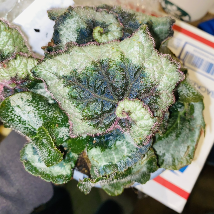 Photo of the plant species Rex Begonia 'Escargot' by @Maria named Spiral Hill on Greg, the plant care app