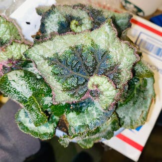 Rex Begonia 'Escargot' plant in Highland, California