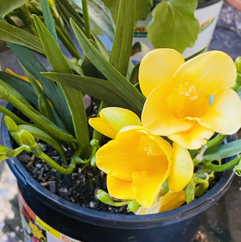 Common Freesia plant photo by @Maria named Dolores on Greg, the plant care app.