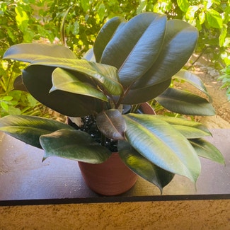 Rubber Plant plant in Highland, California