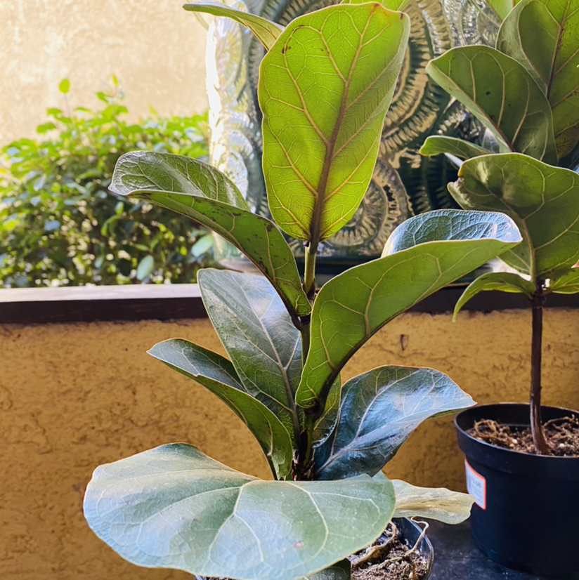 Fiddle Leaf Fig plant photo by @Maria named Figgy Smalls on Greg, the plant care app.