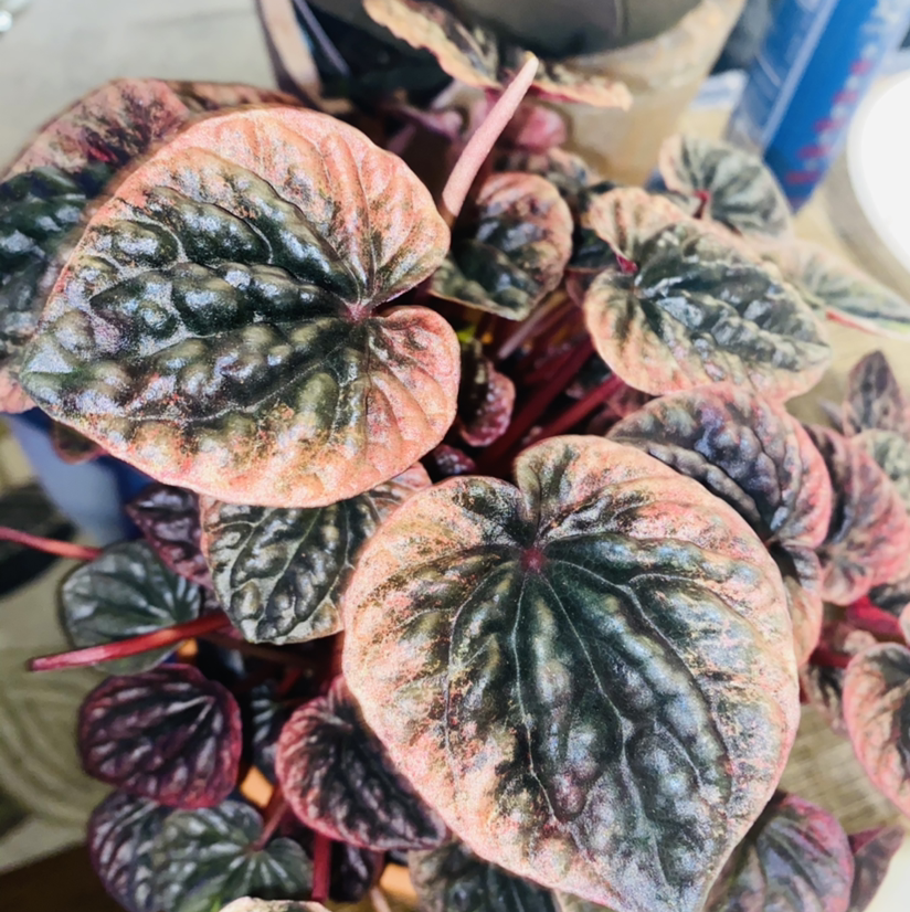 Peperomia Caperata plant photo by @Maria named Guinevere on Greg, the plant care app.
