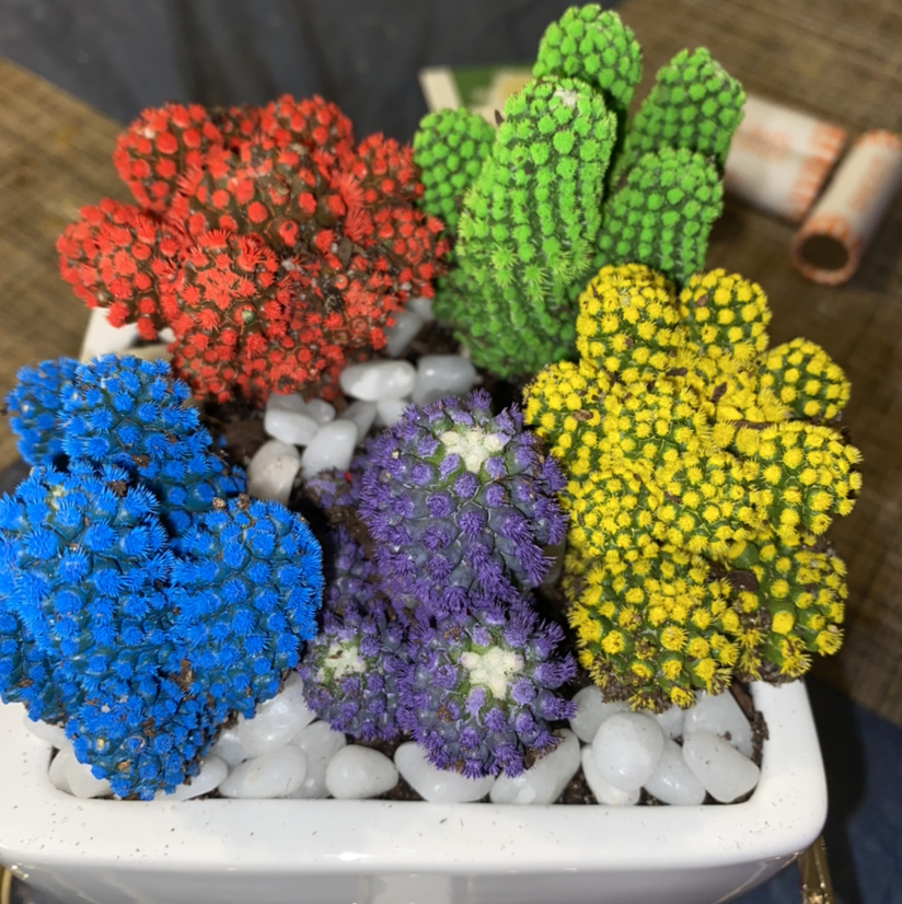 Little Nipple Cactus plant photo by @Maria named Scooby and the gang on Greg, the plant care app.
