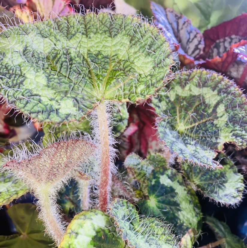Photo of the plant species Begonia sizemoreae by @Maria named Harry on Greg, the plant care app