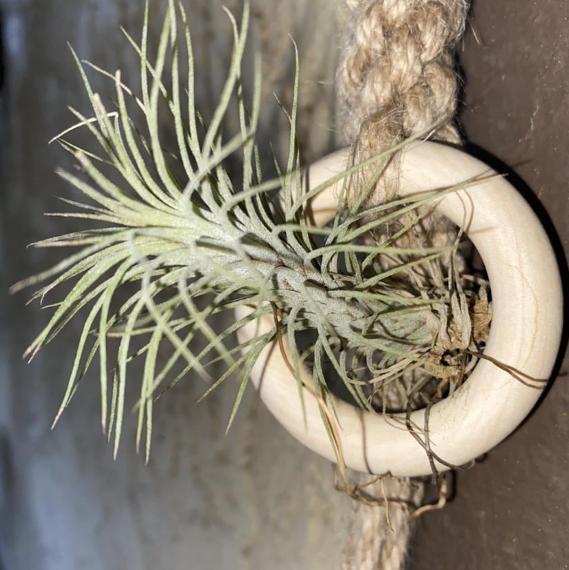 Tillandsia andreana plant photo by @Maria named Harry on Greg, the plant care app.