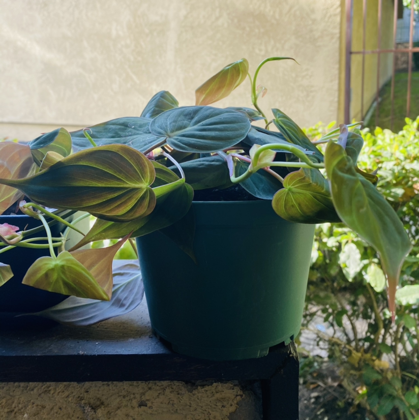 Philodendron Micans plant in a green pot with some yellowing and browning leaves.