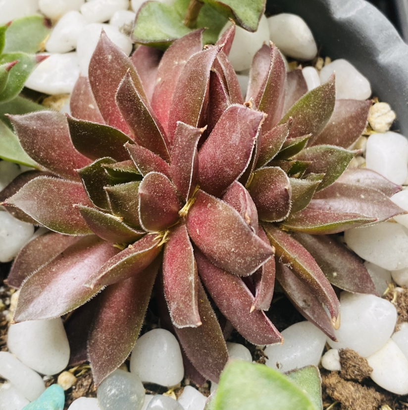 Photo of the plant species Sempervivum 'Pacific Devil's Food' by @Maria named Mollie on Greg, the plant care app