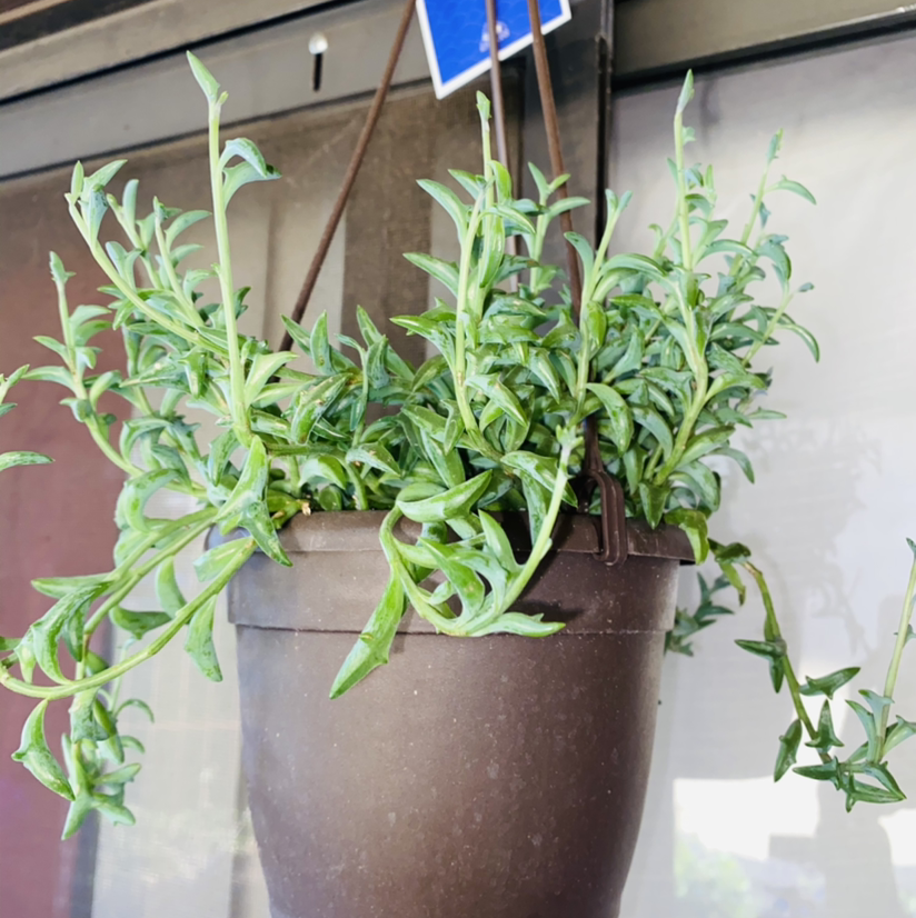 String of Dolphins plant photo by @Maria named Flipper on Greg, the plant care app.