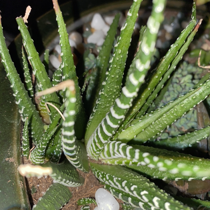 Zebra Plant plant photo by @Maria named Spike Leaves on Greg, the plant care app.