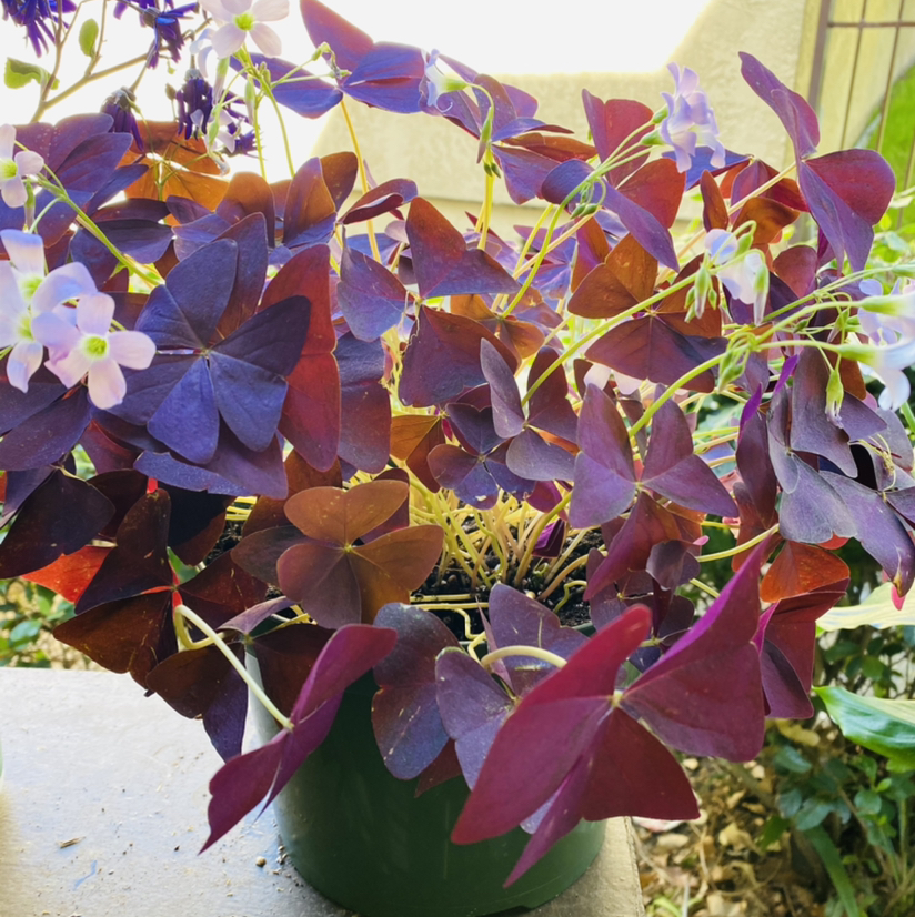 A thriving Purple Shamrocks plant with vibrant, triangular leaves in a white container.