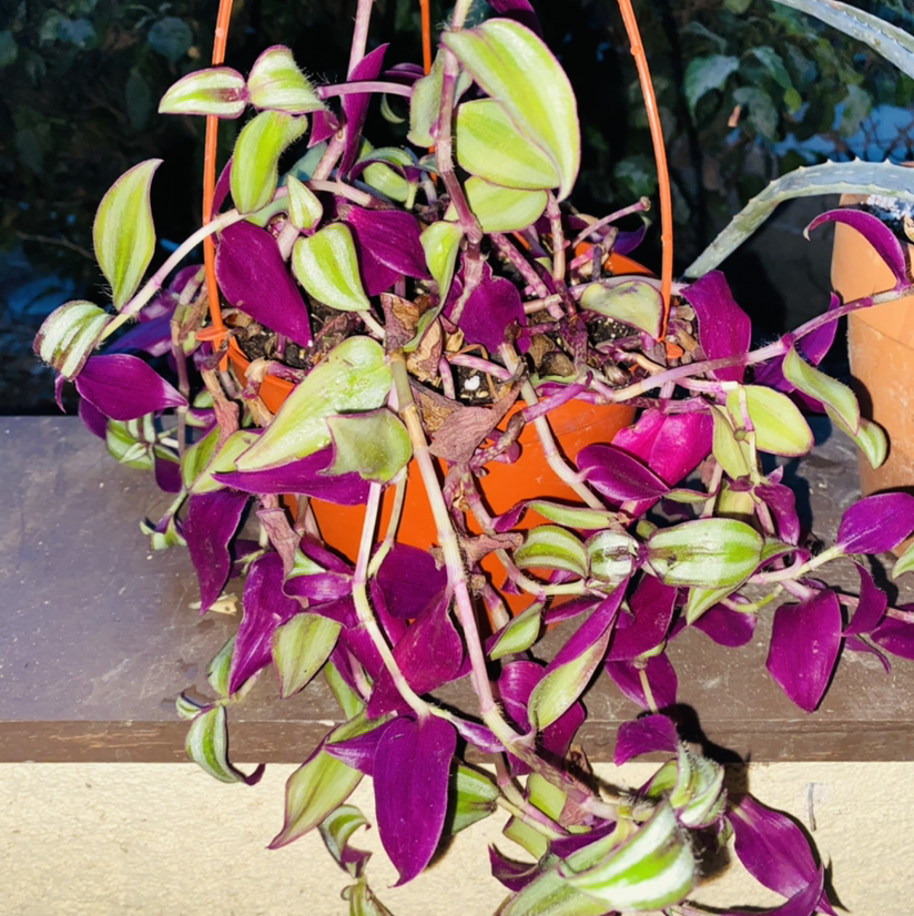 Spiderwort plant photo by @Maria named Rehab 3 on Greg, the plant care app.