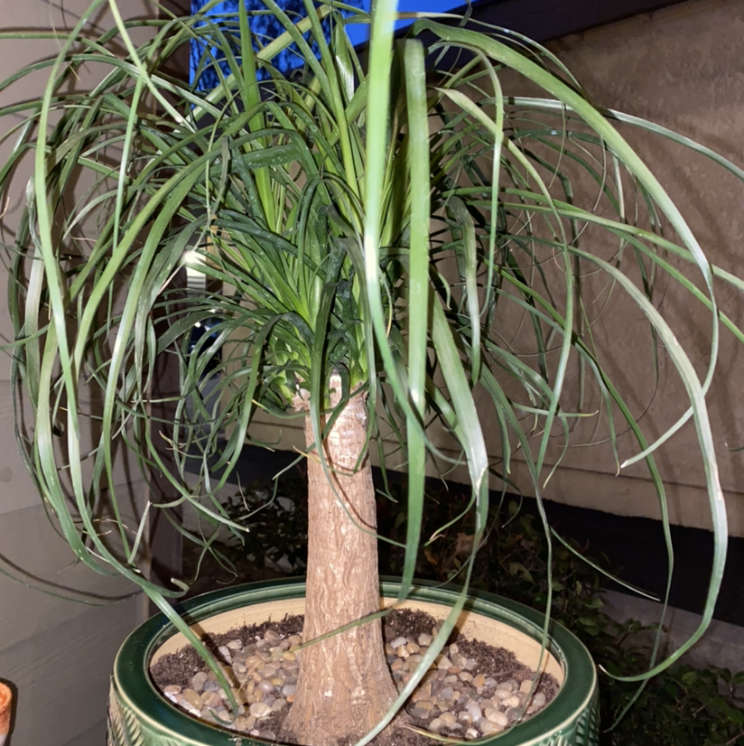 Bottle Palm Tree plant photo by @Maria named Marley on Greg, the plant care app.
