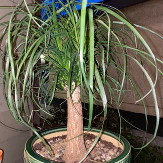 Ponytail Palm plant in Highland, California