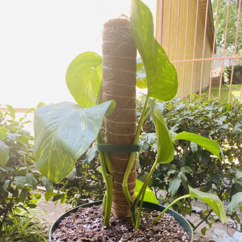 Photo of the plant species Hawaiian Pothos by @Maria named Maji on Greg, the plant care app
