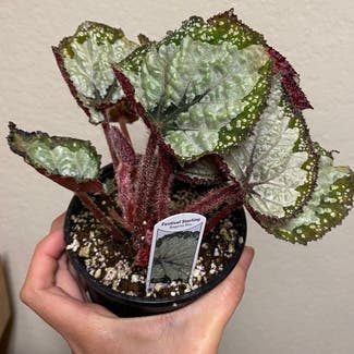 Rex Begonia plant in Highland, California