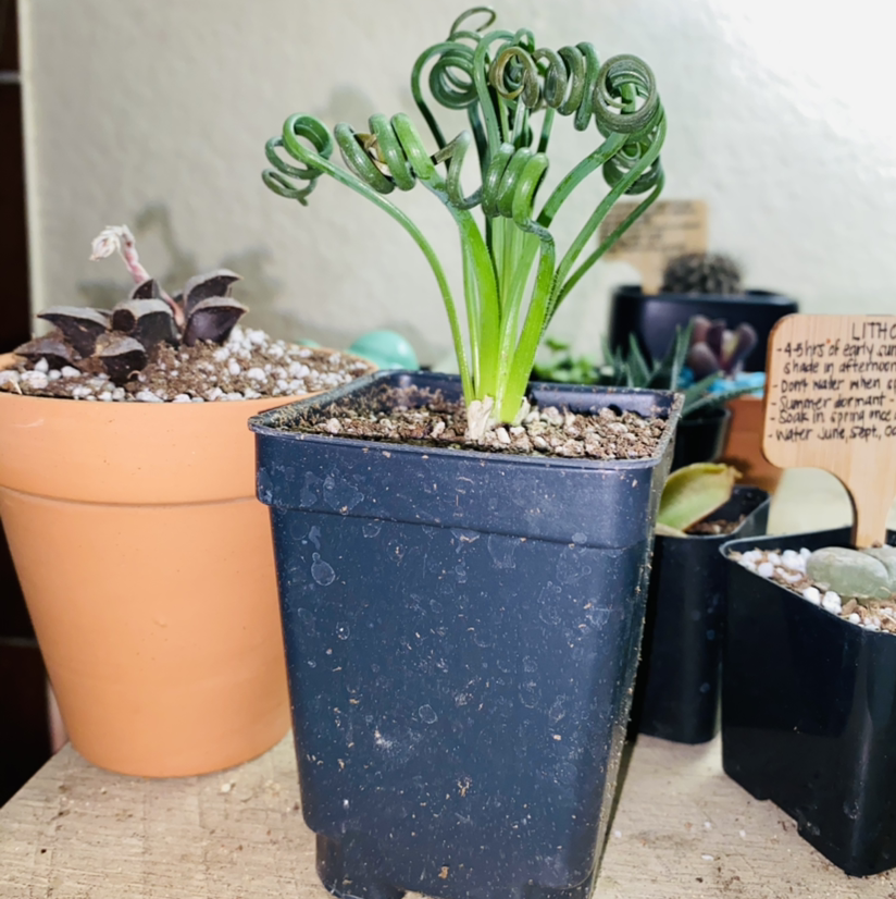 Albuca Spiralis plant photo by @Maria named Quincy on Greg, the plant care app.