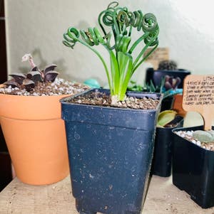 Corkscrew Albuca plant photo by @Maria named Quincy on Greg, the plant care app.