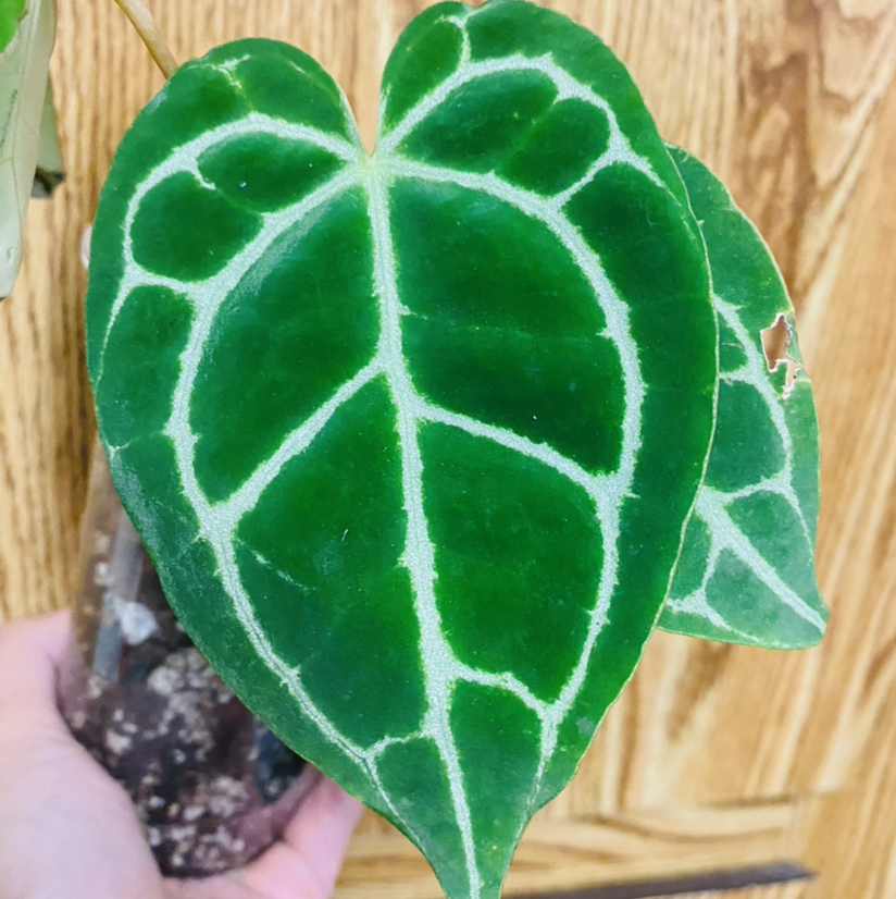 Crystal Anthurium plant with healthy green leaves and minor browning on one leaf edge.