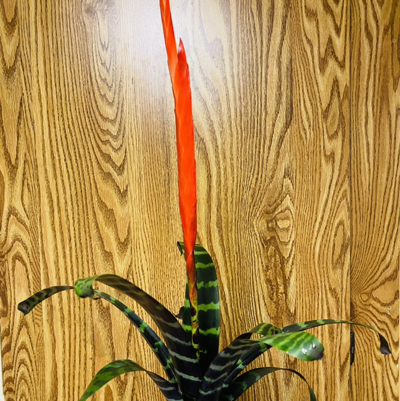 Photo of the plant species Flaming Sword Bromeliad by @Maria named Sue on Greg, the plant care app