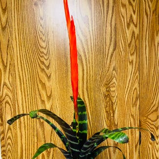 Flaming Sword Bromeliad plant in Highland, California