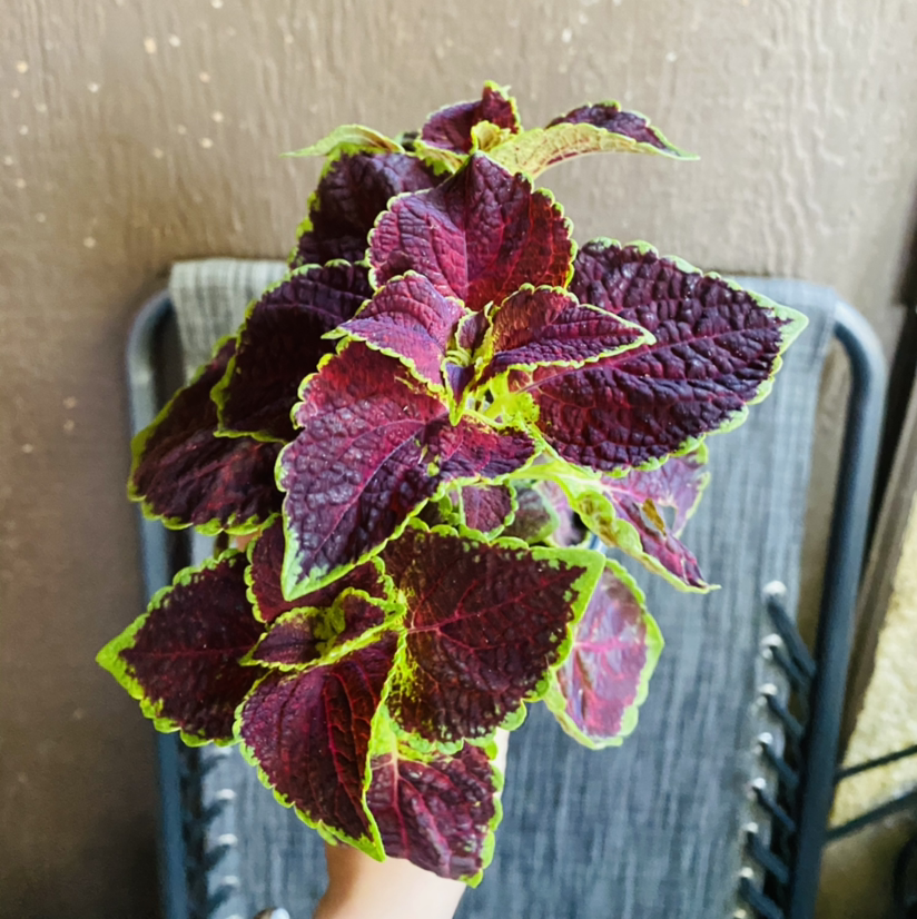 Coleus plant with vibrant purple, magenta and green patterned leaves held in hands, appearing healthy.