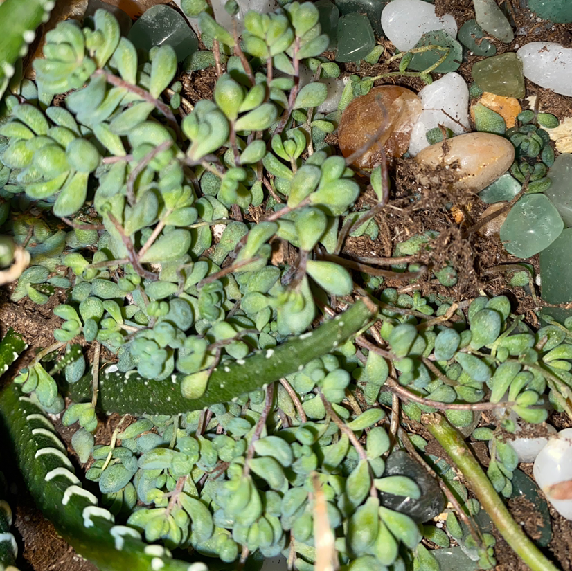 Corsican Stonecrop plant photo by @Maria named Harper on Greg, the plant care app.