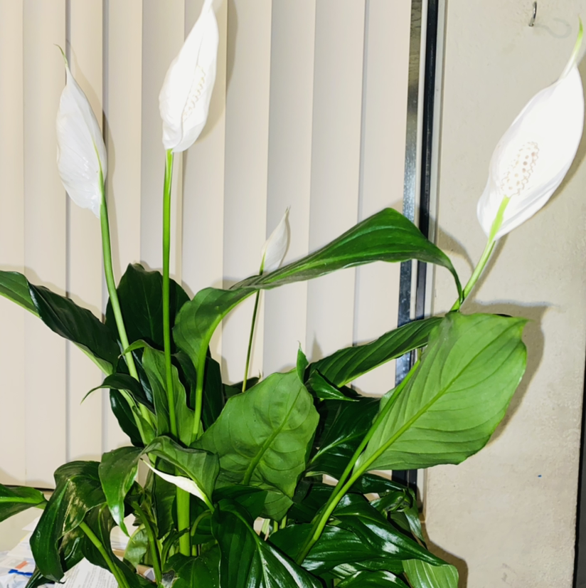 Peace Lily plant photo by @Maria named Athena on Greg, the plant care app.