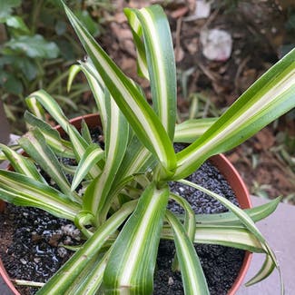 Spider Plant plant in Highland, California