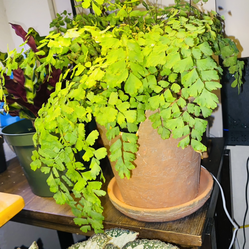 Potted Maidenhair Fern with vibrant green foliage, well-framed and in focus.