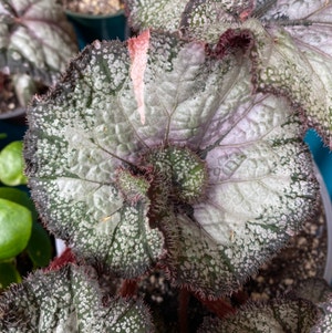 Rex Begonia plant photo by Maria named Eris - Festive Silver on Greg, the plant care app.