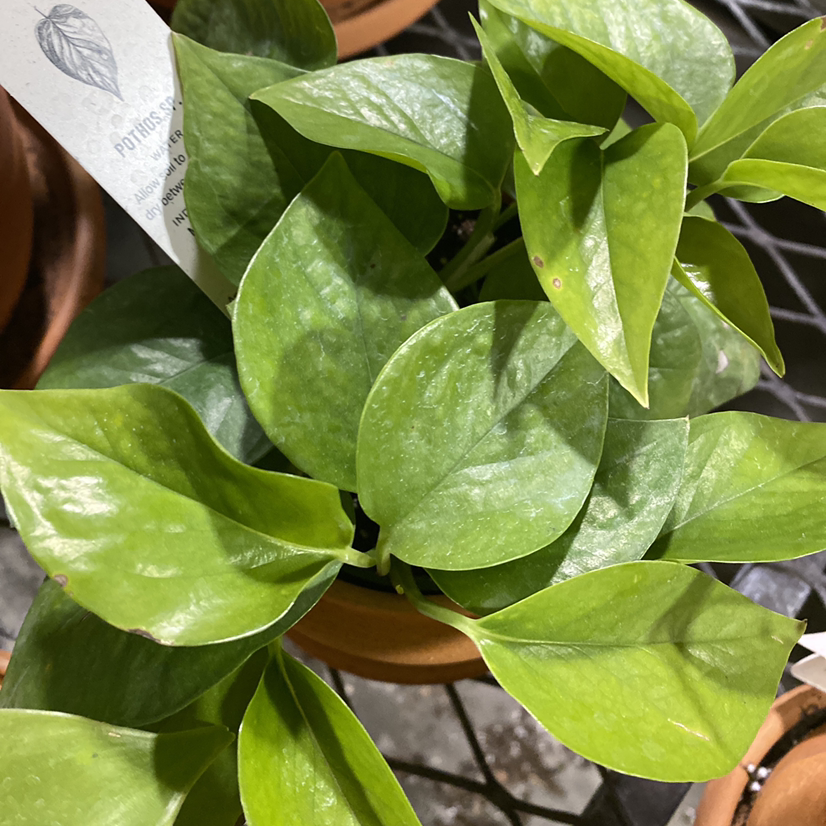 Jade Pothos plant photo by @Maria named Abaddon on Greg, the plant care app.