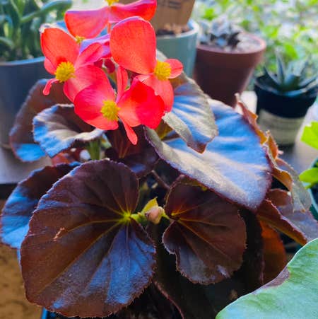 Photo of the plant species Begonia cucullata by Maria named Winnie on Greg, the plant care app