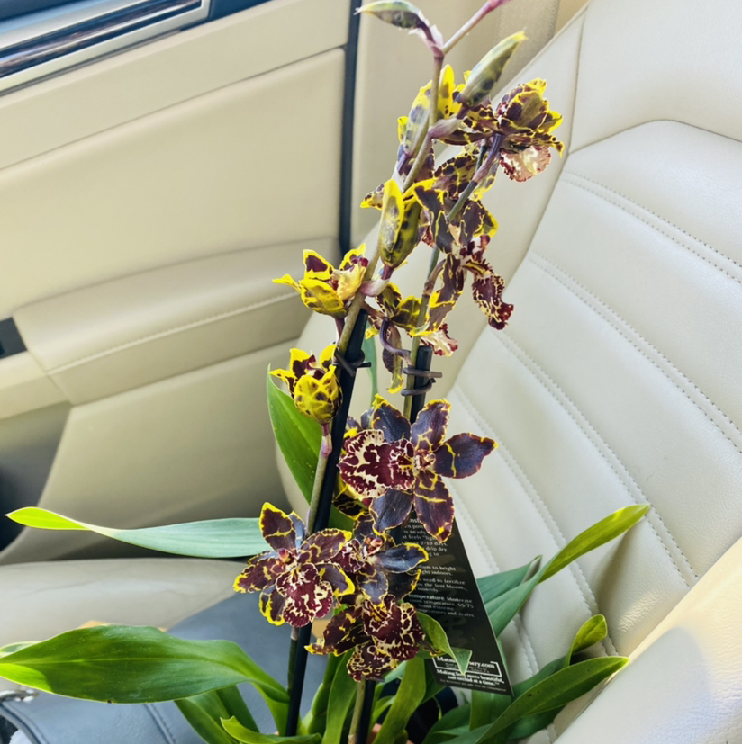 Photo of the plant species Dancing-Lady Orchid by @Maria named Aphrodite on Greg, the plant care app