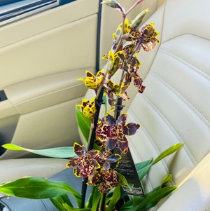 Dancing-Lady Orchid plant photo by @Maria named Aphrodite on Greg, the plant care app.