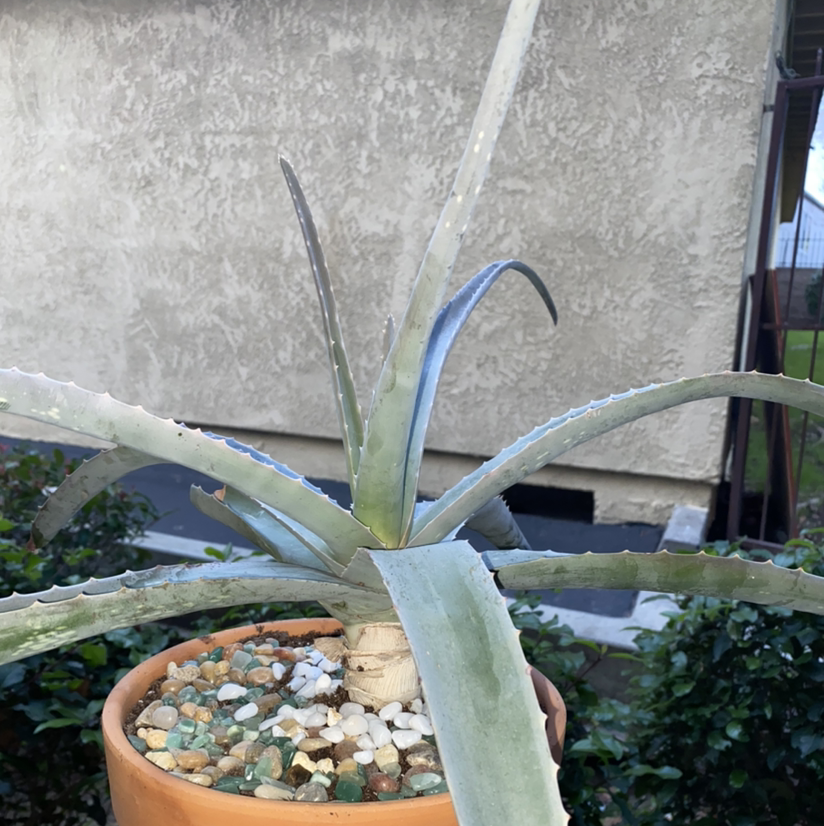 Aloe vera plant photo by @Maria named Spike Lee on Greg, the plant care app.