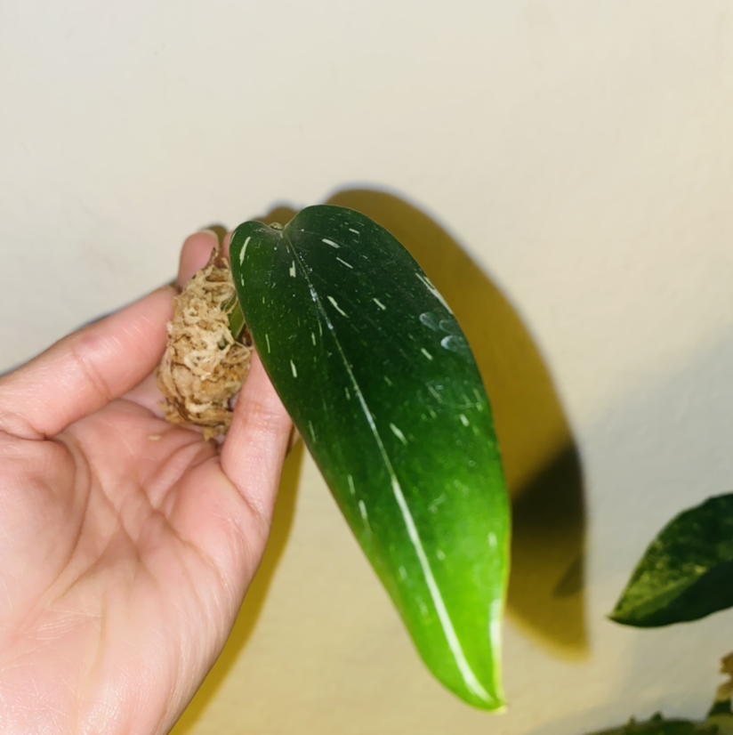 Photo of the plant species Monstera Cobra by @Maria named Morticia on Greg, the plant care app