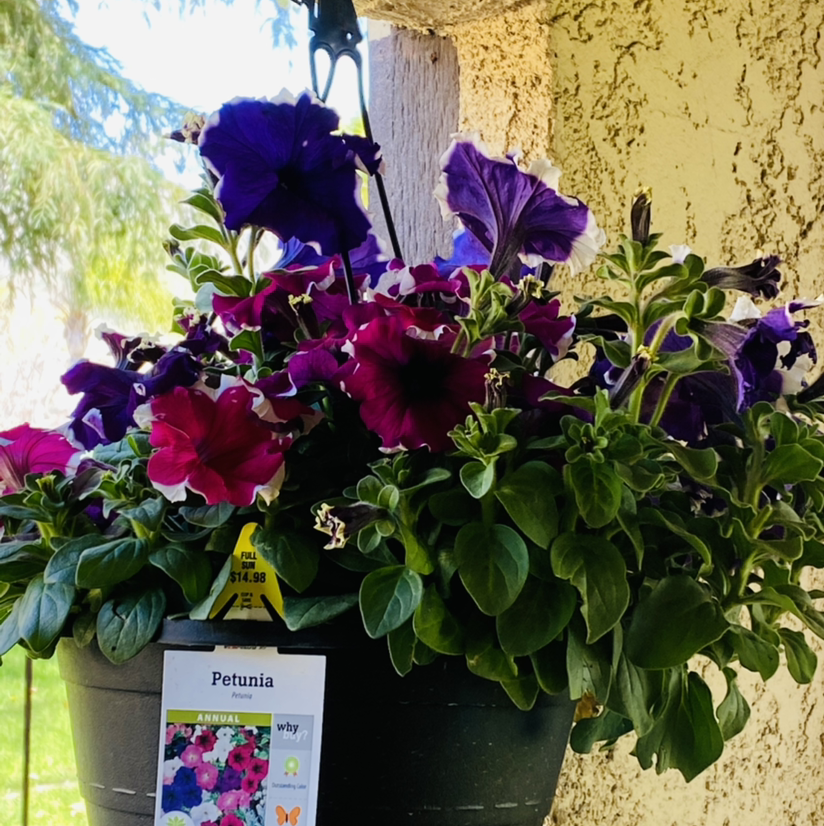 Large White Petunia plant photo by @Maria named Penelope on Greg, the plant care app.