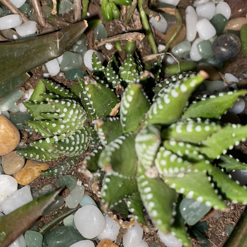 Zebra Plant plant photo by @Maria named Remington on Greg, the plant care app.