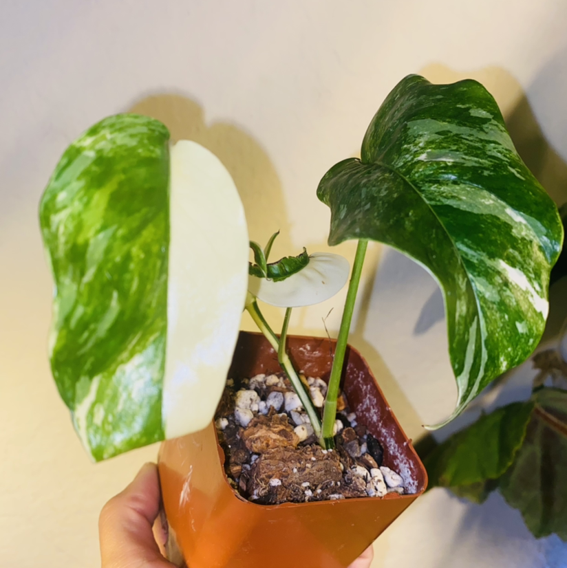 Photo of the plant species Albo Epipremnum Pinnatum by @Maria named Denali on Greg, the plant care app